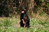 PINSCHER NAIN 085
